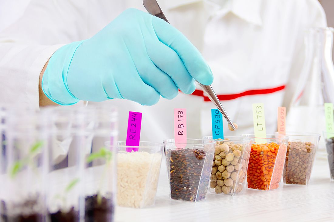 Análisis de los transgénicos en la salud alimenticia 