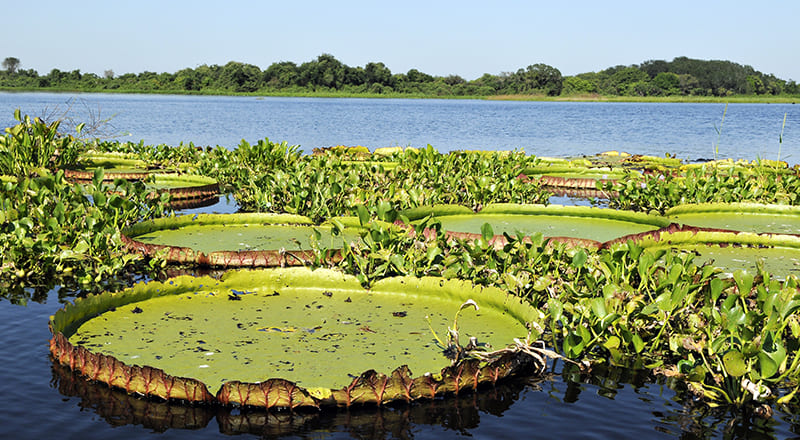 El Pantanal