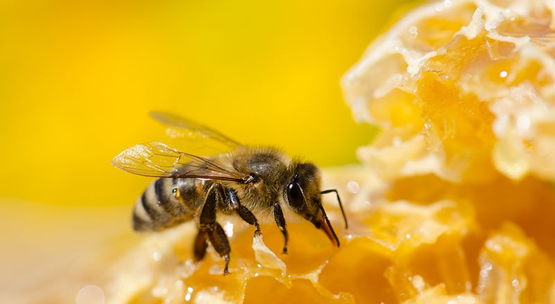 Analisis FODA  Miel de Abeja