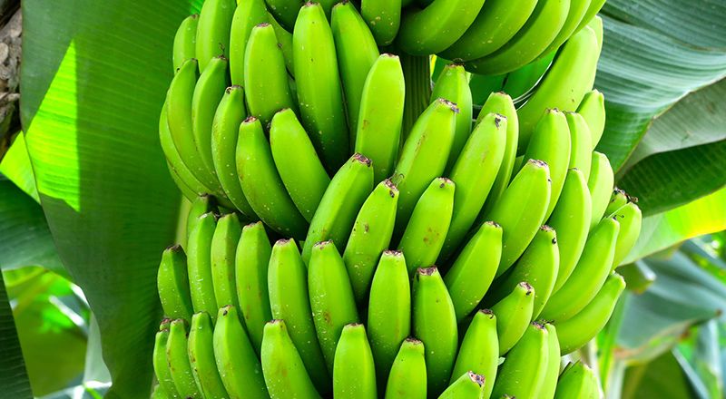 Producción de banano en Bolivia