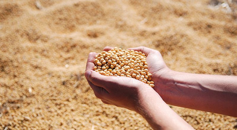 Consumo de soya en Bolivia