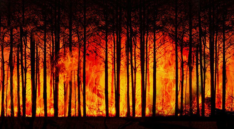 Lucha contra los incendios en la Chiquitania 